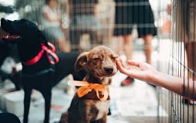 It's just another way we're. Mobile Pet Grooming Austin