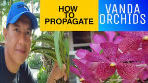 Vanda orchids are a popular choice for gardeners because of their brilliant, abundant, and fragrant blossoms. How To Propagate Vanda Orchids Tips Vanda How To Cut The Stem Of Vanda Orchids Youtube