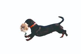 Find dachshund puppies for sale and dogs for adoption near you in des moines, cedar rapids, davenport or iowa. Teckel Dog Breed It S A Working Dachshund And This Is Why