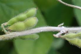 At first glance, you may mistake them for a fuzzy mold. White Mold Integrated Crop Management