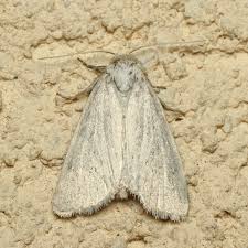 Image result for Photedes morrisii