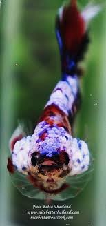 Hm Samurai Koi Galaxy