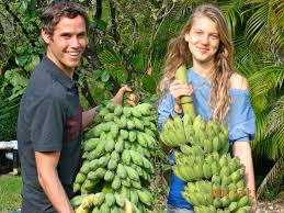 Image result for ice cream banana tree