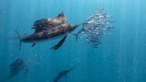 Image result for sailfish