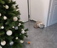 Check spelling or type a new query. Woman S Tangerine Force Field Stops Cat From Ruining Christmas Tree