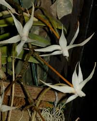 Image result for Aerangis ugandensis