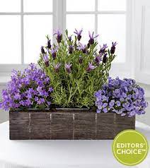 Purple Better Homes And Gardens Lavender Plant Gardenia Plant