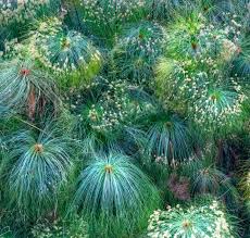 Image result for Cyperus dives