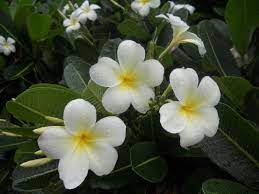Three Species Of Frangipanis Which Are Considered Evergreen Plumeria Obtusa Plumeria Pudica And Plumeria Sten Garden Wedding Flowers Flowers Plumeria Pudica