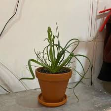 Image result for Albuca