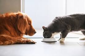 Maybe you would like to learn more about one of these? Where To Find The Cheapest Prices On Dog And Cat Food