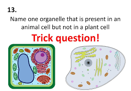 The cell wall is the target for antibiotics, as well as for carbohydrates that our immune system uses to detect infection. Cell Biology Quiz 37 Questions Ppt Download