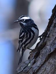 Black And White Birds In Pa Pin On Pa Birds