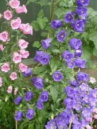 Canterbury Bell Cup And Saucer Campanula Medium Trees To Plant Pretty Flowers Campanula