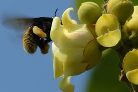 Check spelling or type a new query. Where Do Brazil Nuts Come From Tropical Botany