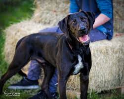 Browse thru thousands of dogs for adoption in california, usa area, listed by dog rescue organizations and individuals, to find your match. Dog For Adoption Oso California A Black Labrador Retriever Great Dane Mix In Oakhurst Ca Petfinder