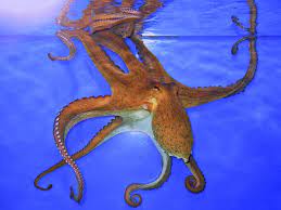 Http Upload Wikimedia Org Wikipedia Commons 0 0c Octopus Vulgaris 02 Jpg Octopus Animals Common Octopus