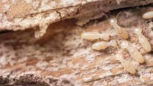 During home termite treatment process it's mandatory for homeowners and their pets to leave the house for a week. Pest Control Services Evans Fight With Hidden House Termite