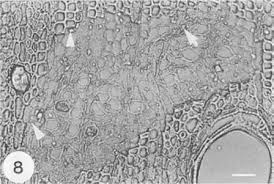 Image result for Strephonema