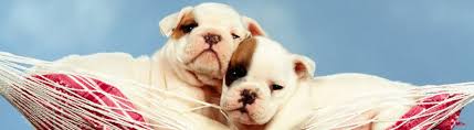 Bulldogs were created for the english sport of bull baiting, practiced from approximately 1100 until 1835. French Bulldog Puppies For Sale English Bulldog Puppies For Sale New Jersey New York Pennsylvania