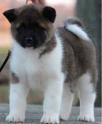Akita puppies for sale london. Pin By Ken Fullerton On Akitas Akita Dog Puppies Japanese Dogs