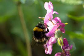 Fruhbluher Fur Hungrige Bestauber Und Einen Schonen Garten In 2020 Insekten Hummeln Lerchen