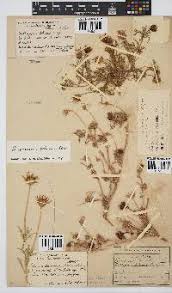 Image result for Hirpicium bechuanense