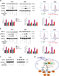 Vous cherchez des codes promo bipandgo ? Bip Inhibition In Glioma Stem Cells Promotes Radiation Induced Immunogenic Cell Death Cell Death Disease