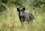 Babi hutan in english babi hutan besar babi hutan makan apa nembak babi hutan 2018 memburu babi hutan 2018 berburu babi hutan 2019 angka babi hutan 2d berburu babi hutan 2020 arti mimpi melihat 2. Babi Hutan Foto Gambar