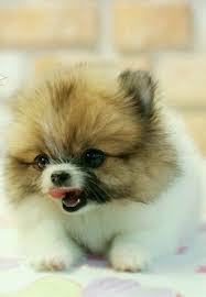 Pin By Ana Binawati On Dog Pomeranian Puppy Cute Animals Puppies