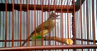 Sayap baru 3 months ago. Menyediakan Sarana Sarana Pendukung Budi Daya Burung Cucak Jenggot