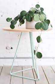 Other common indoor vine plants include: 5 Gorgeous Indoor Vines To Grow In Your Home