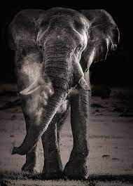 Wildlife Photography Black And White African Elephant Loxodonta Africana Flicking Up Dust Elepha Elephant Pictures Cute Elephant Pictures Elephants Photos