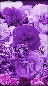 Beautiful lilac flowers in garden. Purple Flowers Live Wallpaper For Android Purple Flowers Free Download For Tablet And Phone