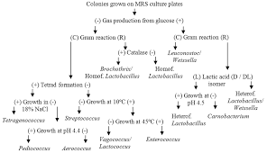 Streptococcus Identification Flowchart Flowchart In Word