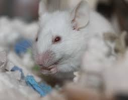 It is belonging to the big eyed animals with the. Rodent Cute Mammal Little Animal Mouse Mice White Red Eyes Lab Pxfuel