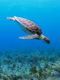 Sea Turtle Sea Turtle Save The Sea Turtles Land Turtles