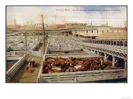 Cattle Awaiting Slaughter In The Union Stock Yards Chicago Note The Boards For Armour And Swift Giclee Print Art Com In 2020 Chicago Cattle Yard