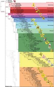 Image result for Flabellariopsis acuminata
