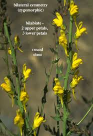 Image result for Plantaginaceae