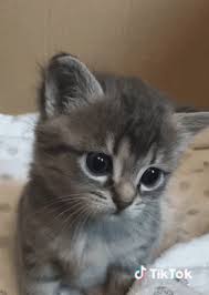 Anime funny pfps for tiktok sep 30 2020 explore xoticc s board tik tok pfps on pinterest. Cat Tiktok Gif Cat Tiktok Cute Discover Share Gifs