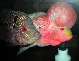 8 Tips To Grow Massive Flowerhorn Kok Flowerhorn Growing Massive Fish Pet