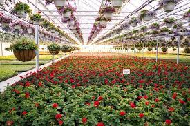 Amherst Greenhouse Home Facebook