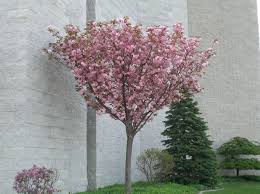 Check spelling or type a new query. Kwanzan Flowering Cherry Tree Etsy Flowering Cherry Tree Small Ornamental Trees Cherry Tree