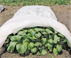 Gardeners supply company plant covers. Reasons To Use Row Covers Old Farmer S Almanac