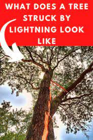 What Does A Tree Struck By Lightning Look Like Lightning Strikes Lightning Tree