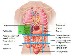 The papillary margins are white bordered with black pigment. Ch 2 Regions And Quadrants Flashcards Quizlet