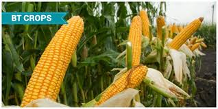 Get maize translation in hindi, tamil, telugu, arabic, french, spanish, japanese, chinese, portuguese, russian, german, turkish | maize synonyms, usage & pronunciation translation for maize. What Are Bt Crops Types Advantages And Disadvantages