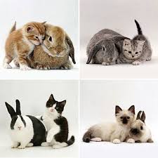 Imgur Cute Animals Kittens Cutest Baby Animals