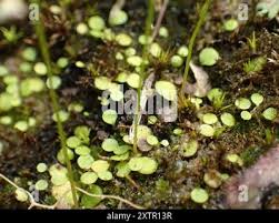 Image result for Utricularia striatula